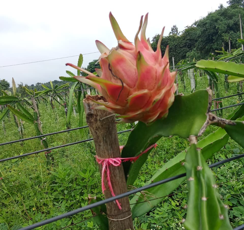 Dragon Fruit Farm
